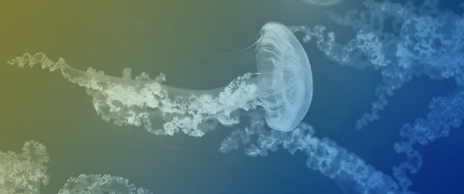 The Alien Jellyfish <em>Cassiopea andromeda</em> in the Mediterranean Sea: Invasion Dynamics and Management Strategies