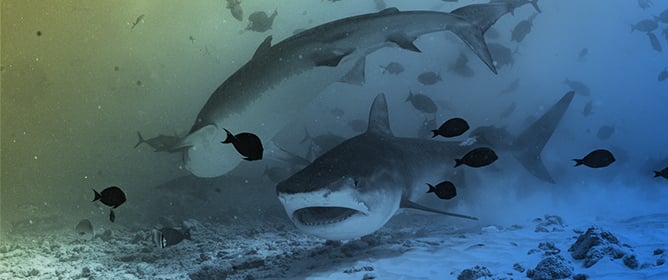 Baited-Associated Aggregation of Spinner Sharks in Hulhumale, Maldives: Preliminary Observations and Photo-Identification Tools