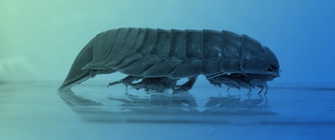 The Risks That Cirolanid Isopods Pose to Ocean Resources