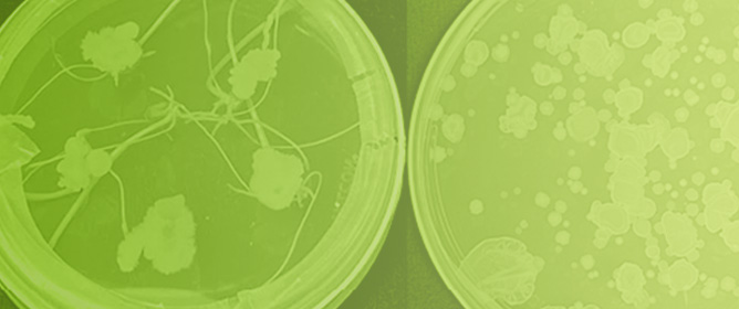 Seed Endophyte <em>Bacillus atrophaeus</em> Colonizes Root and Shoot Tissues Providing Antifungal Activity During Wheat Seedling Establishment