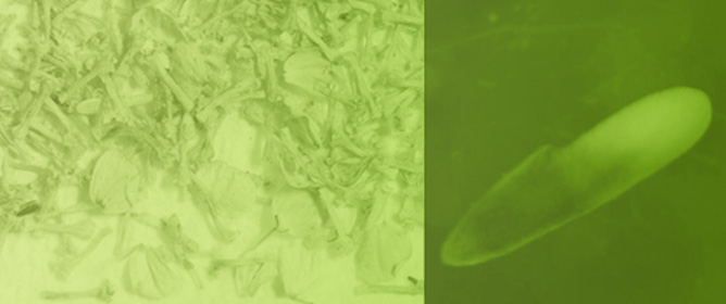 Seed Germination of Native Mediterranean Species for Establishing Self-Sustaining Urban Meadows Supporting Urban Biodiversity