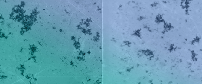 Effect of Blue Light on Coaggregation Between <em>Fusobacterium nucleatum</em> and <em>Streptococcus sanguinis</em>