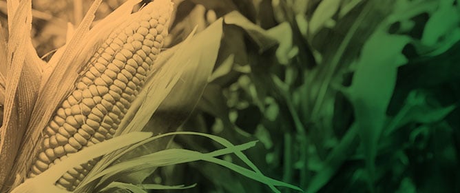 Changes in the Proteome and Phosphoproteome of <em>Zea mays</em> Tissues in Drought Stress Show Plant Tissue Responses from Dehydrins, Carboxylic Acid Metabolism, RNA Splicing and Transcription Factors