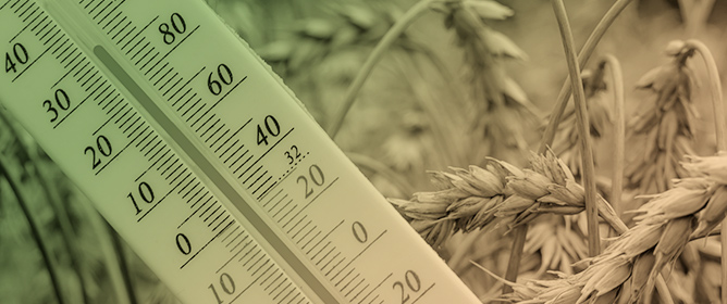 Evaluating Photochemical Efficiency and Recovery Potential in Wheat Varieties with Divergent Drought Tolerance