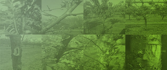 An Overview of Bacterial Canker in Stone Fruits Caused by Different Pseudomonads: <em>Pseudomonas syringae</em> Species Complex and Related Species