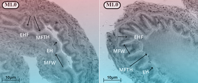Impact of Solubilized Mannan Oligosaccharide Supplementation on Growth Performance, Digestive Health, Stress Resistance, and Economic Efficiency in Pacific White Shrimp (<em>Penaeus vannamei</em>) Raised in an Intensive Synbiotic System