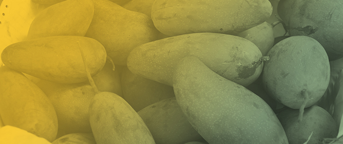 Polyploidy Promotes Larger Mango Fruits with Cultivar-Specific Quality Changes