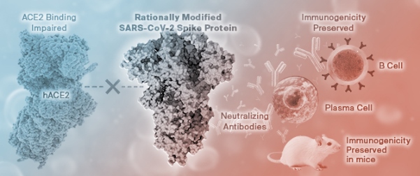 Rationally Modified SARS-CoV-2 Spike Protein Impairs ACE2 Binding While Preserving Immunogenicity in Mice