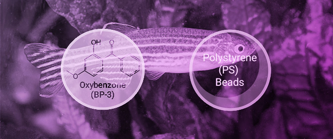 Sorption of Oxybenzone onto Polystyrene Microplastics Influences Bioavailability and Early-Life Development in Zebrafish (<em>Danio rerio</em>)