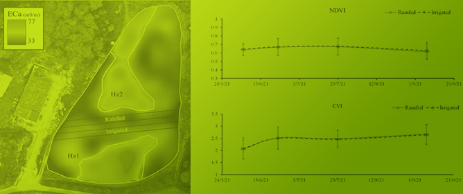 Association Between Contrasting Water Regimes and Telomere Length Variation in Field-Grown Grapevines: An Integrated Physiological, Metabolomic and Molecular Approach