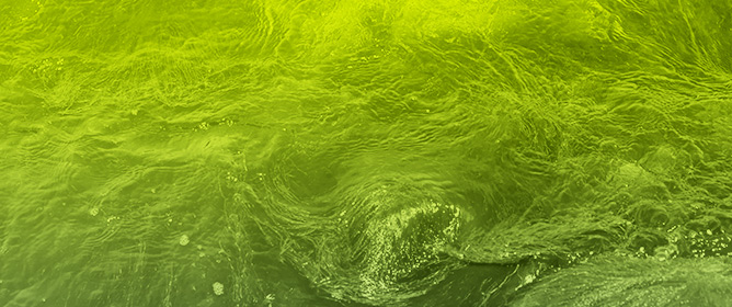 Photosynthetic Microorganisms in Plant Growth Promotion and Stress Response: Proposed Organisms with In Silico Validation