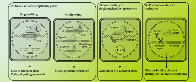 Advances in Genome Editing for Plant Disease Resistance Breeding
