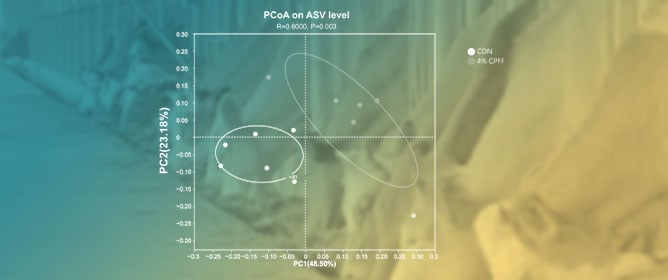 Effects of Compound Probiotic Fermented Feed on In Vitro Rumen Fermentation, In Situ Degradation, Rumen Microbiota and Metabolome, and Growth Performance of Beef Cattle