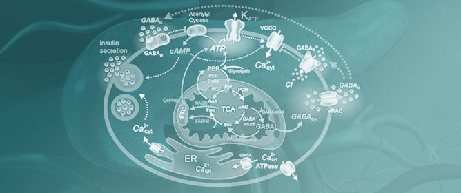 GABA Regulates Ca<sup>2+</sup> Oscillations and Synchronization in Pancreatic Beta Cells