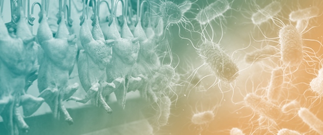 Optimization of Washing Parameters for Transport Cages Cleaning to Reduce <em>Salmonella</em> Levels in Poultry Slaughterhouses