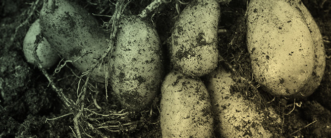 Role of Intercropping, Herbicides and Fungicides in Compensating for the Lack of Crop Rotation in Long-Term Continuous Cropping of Two Potato Cultivars
