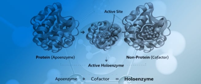 Enzymatic Nanomotors Integrated with Plant Extracts: Biochemical Mechanisms, Applications, and Clinical Perspectives