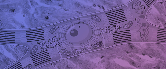 Cardiomyocyte Cell Cycle
