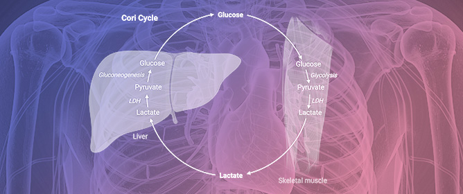 Lactate and Lactylation in Cardiovascular Physiology and Disease