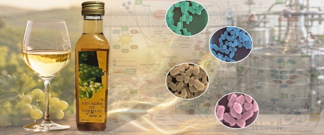 Quantitative Metaproteomic Characterization of Acetic Acid Bacteria Reveals Functional Dynamics During Verdejo Wine Acetification