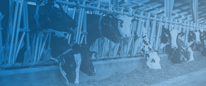 Efficient Prediction of Milk Yield with Machine Learning Models Using Cow Identification or Milk Quality Traits
