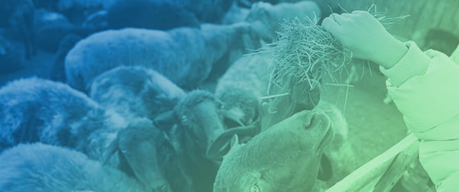 The Mitigation of Methane Emissions from Ruminants: Evaluating the Efficacy of Selected Additives and Feed Replacements in an In Vitro Trial
