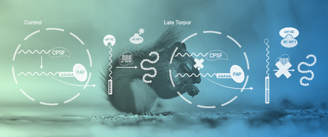 Torpor-Induced Regulation of Poly(A) Tail Machinery in 13-Lined Ground Squirrel Brown Adipose Tissue