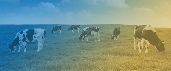 Prevalence, Anatomical Distribution, and Risk Factors for Integumentary Injuries in Grazing Dairy Cows Under Tropical Conditions