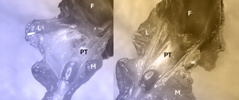 Collection and Lipidomic Analysis of Murine Knee Synovium and Infrapatellar Fat Pad