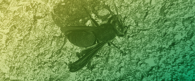 Activated Charcoal for Managment of <em>Vespa velutina</em>