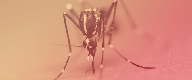 Spatial Dynamics and Sterilization Range of Incompatible <em>Aedes albopictus</em> Males: Advancing Toward an Optimized IIT Approach