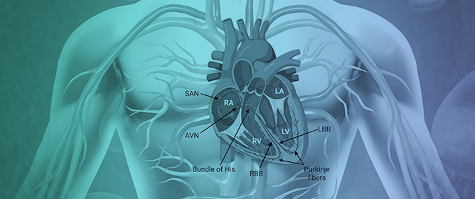Electroactive Biomaterials for Cardiovascular Tissue Engineering: Mechanisms, Design Strategies, and Therapeutic Applications