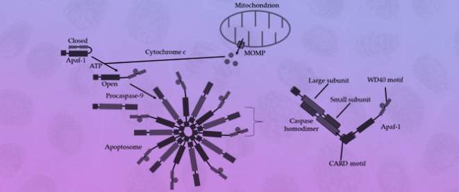 Metacaspases and Fungal Cell Death