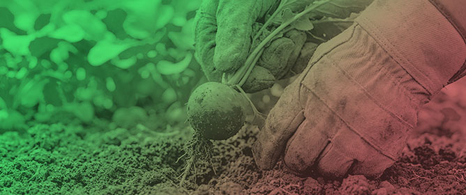 Determination of Optimal Nitrogen Application Rates to Enhance Heat Stress Tolerance in Autumn Radish (<em>Raphanus sativus</em> L.) Using OJIP Transient Analysis