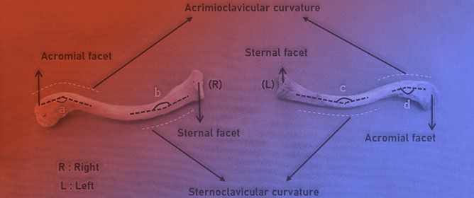 Anatomical Study of the Clavicle: Implications for Clinical Practice