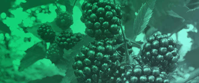 Non-Destructive Evaluation of In Vitro Blackberry Shoot Architecture Under Different Sucrose Levels Through Smartphone-Derived 3D Reconstruction