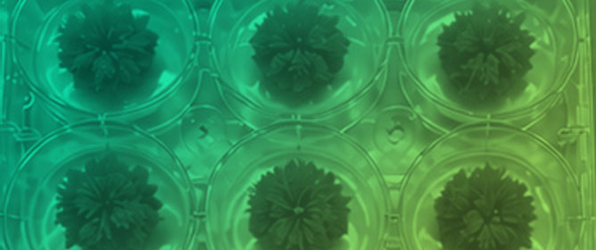 Optimization of In Vitro Propagation of <em>Artemisia pontica</em> Through Integrated Morphophysiological, Biochemical, and SEM Analysis Under GA<sub>3</sub> and MeJA