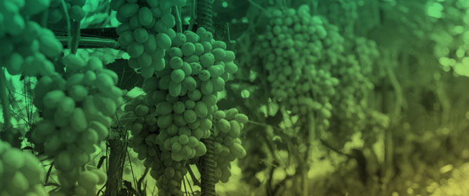 Rootstock-Dependent Responses of Monastrell Grape Ripening and Phenolic Traits to Moderate Cluster-Zone Warming Under Semi-Arid Vineyard Conditions