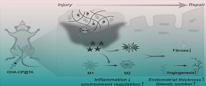 A Reactive Oxygen Species-Responsive Biomimetic Adhesive Hydrogel Mediates Immunoregulation to Effectively Prevent Intrauterine Adhesions