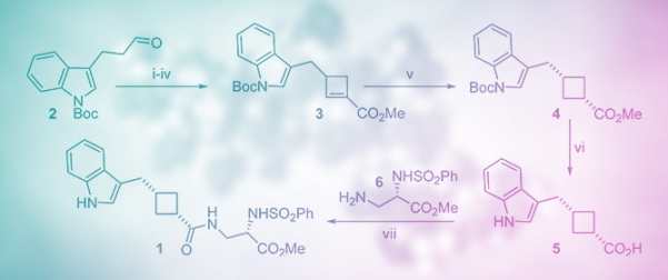Methyl (<em>S</em>)-3-((1<em>r</em>*,3<em>R</em>*)-3-((1<em>H</em>-indol-3-yl)methyl)cyclobutane-1-carboxamido)-2-(phenylsulfonamido)propanoate