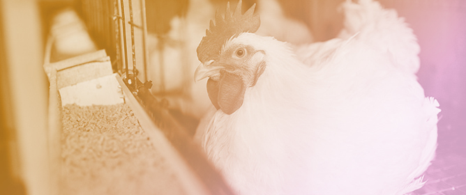 Synbiotic Potential of <em>Pediococcus acidilactici</em> V202-Fermented Rice Bran: In Vitro and In Vivo Effects on Nutrient Digestibility and Cecal Microbial Populations in Aged Laying Hens