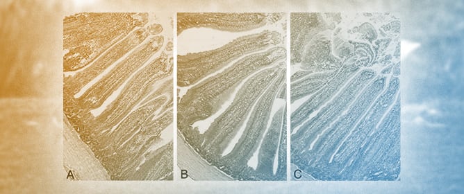 Effects of Dietary Phytobiotic Mixtures on Growth Performance, Nutrient Digestibility, Intestinal Histomorphology, Cecal Microbiota, and Antioxidant Status in Fattening Ducks