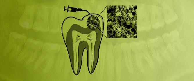 Tooth Regeneration via the Scaffold&ndash;Cell&ndash;Growth Factor Triad: An Evolution in Regenerative Dentistry