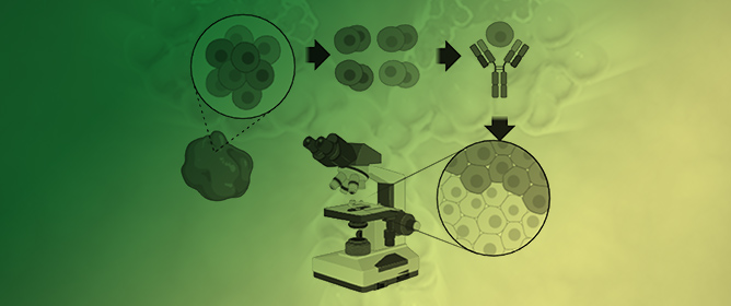 What Are the Practical Applications of Single-Cell Proteomics?