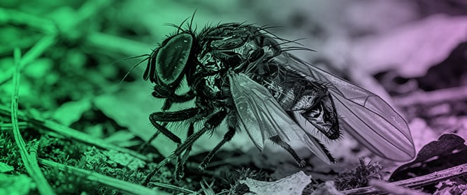 Two New Species of Lonchaeidae (Diptera: Schizophora) from Guadeloupe