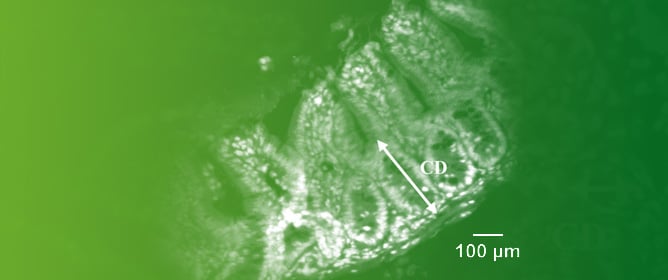 Kisspeptin-10 Effects on the Morphology of Intestinal and Islet Cells in Mice
