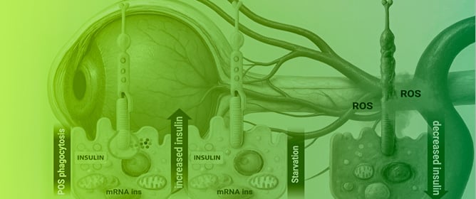 RPE-Derived Insulin: A Local Mechanism Preserving Retinal Metabolic Homeostasis