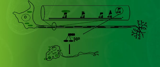 Human Mutant Dynactin Causes Aberrant Mitochondria, Motor Neuron Death, and ALS