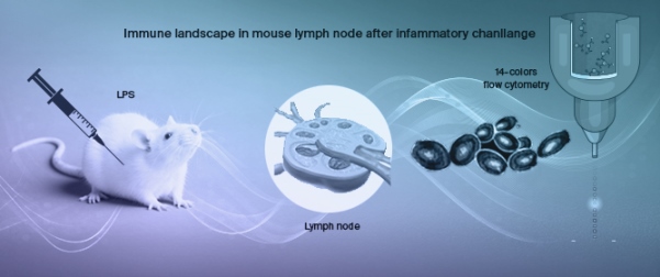 Immune Landscape in Mouse Lymph Node After Inflammatory Challenge