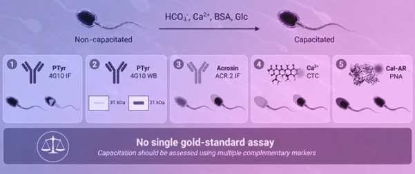Detecting Boar Sperm Capacitation: Why One Marker Is Not Enough